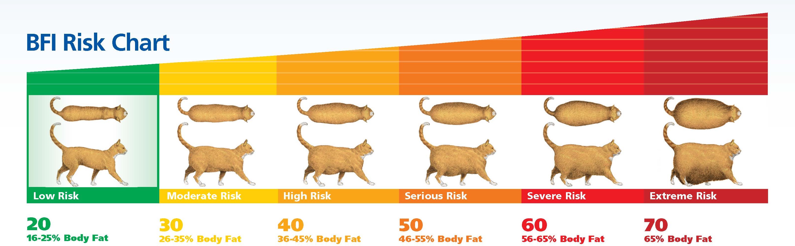 Dog Bcs Chart